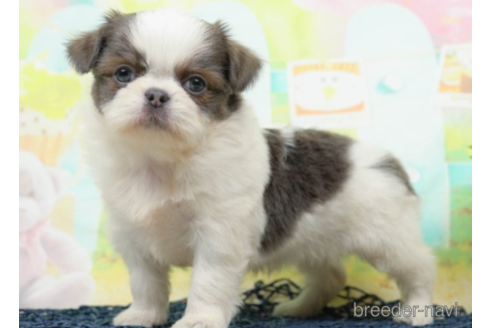 成約済の千葉県のミックス犬-219708の5枚目